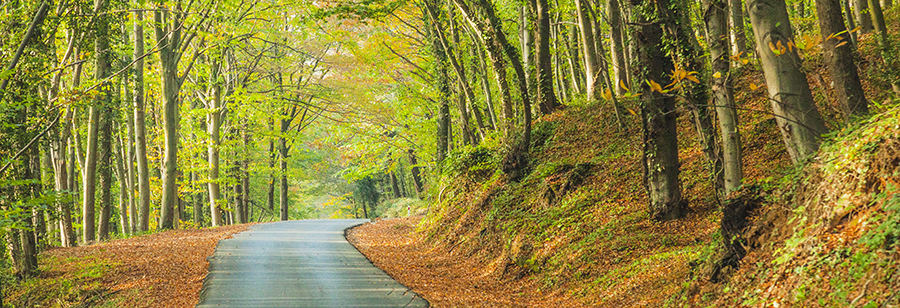 El otoño ofrece múltiples opciones en Istanbul y alrededores